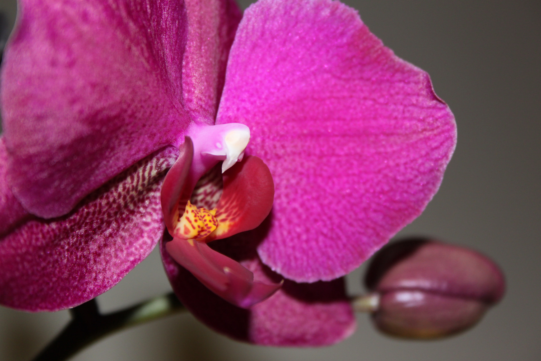 Canon EF-S 18-55mm F3.5-5.6 II sample photo. Img photography