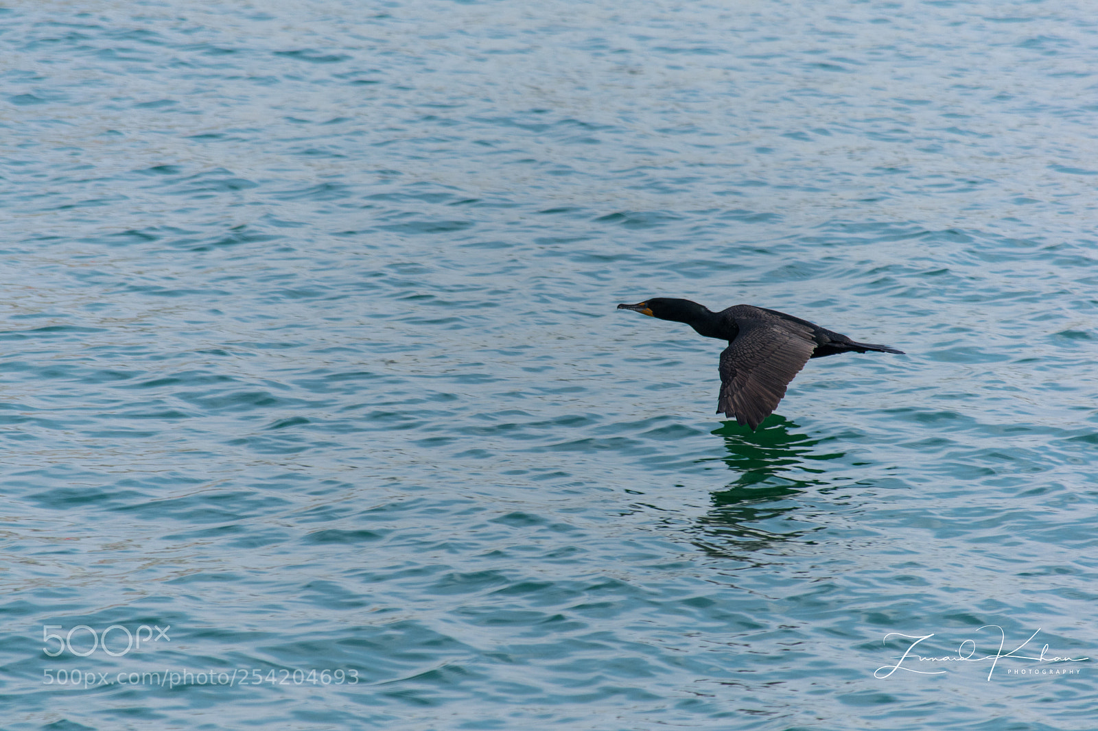 Nikon D3400 sample photo. Flying low photography