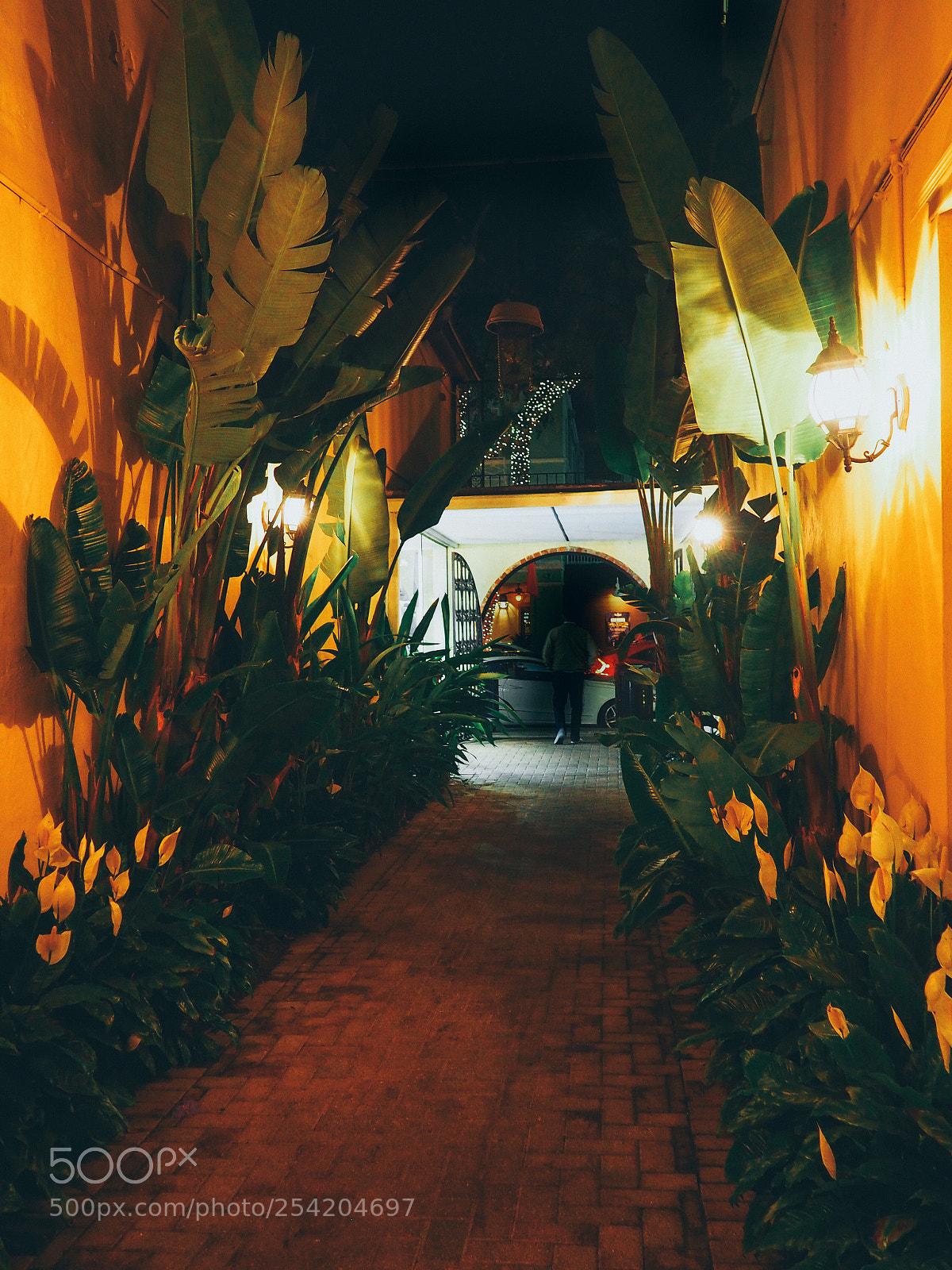 Olympus OM-D E-M10 sample photo. Jungle vibes  photography