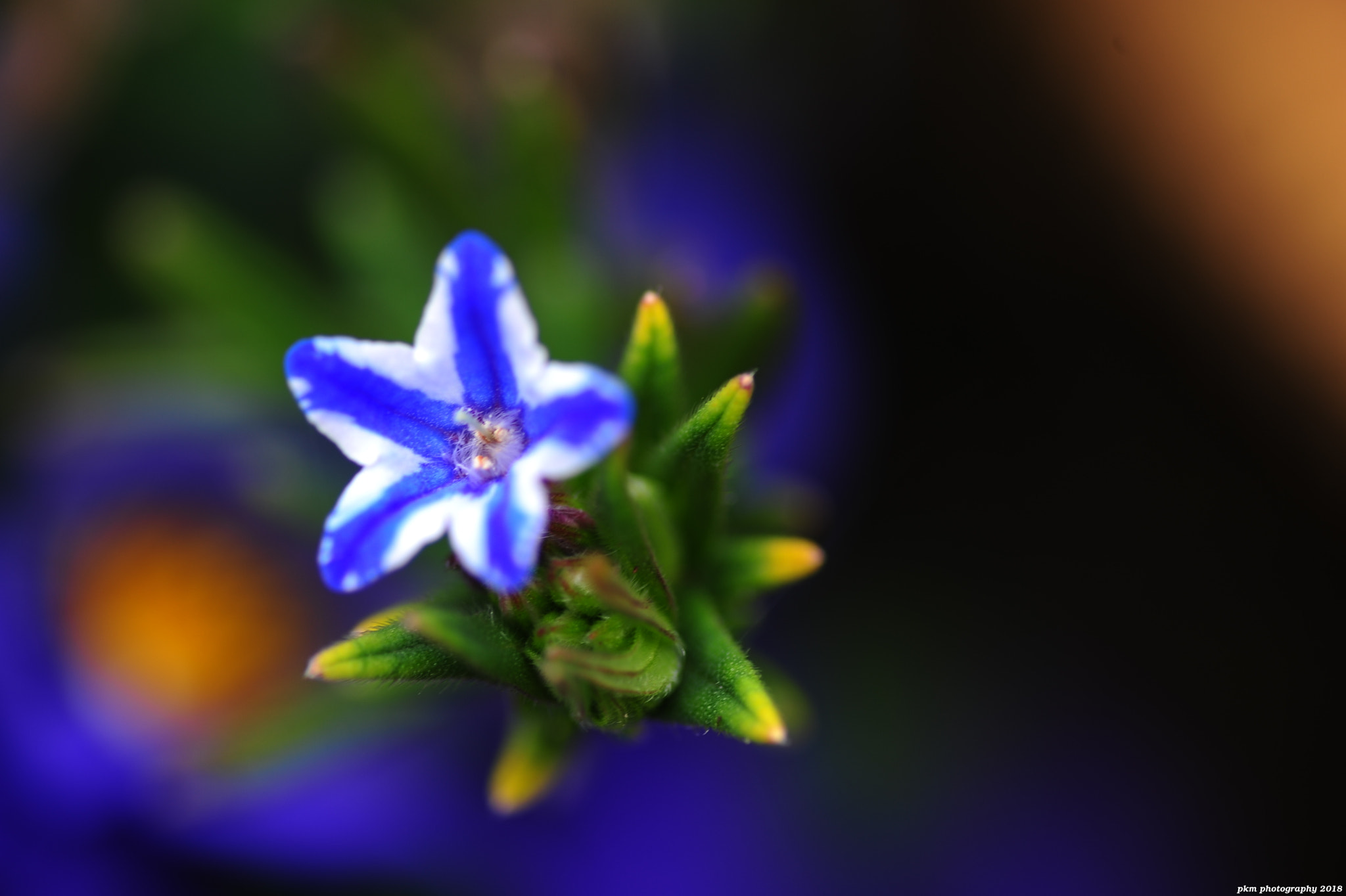 Nikon D700 sample photo. Small blue/white flower photography