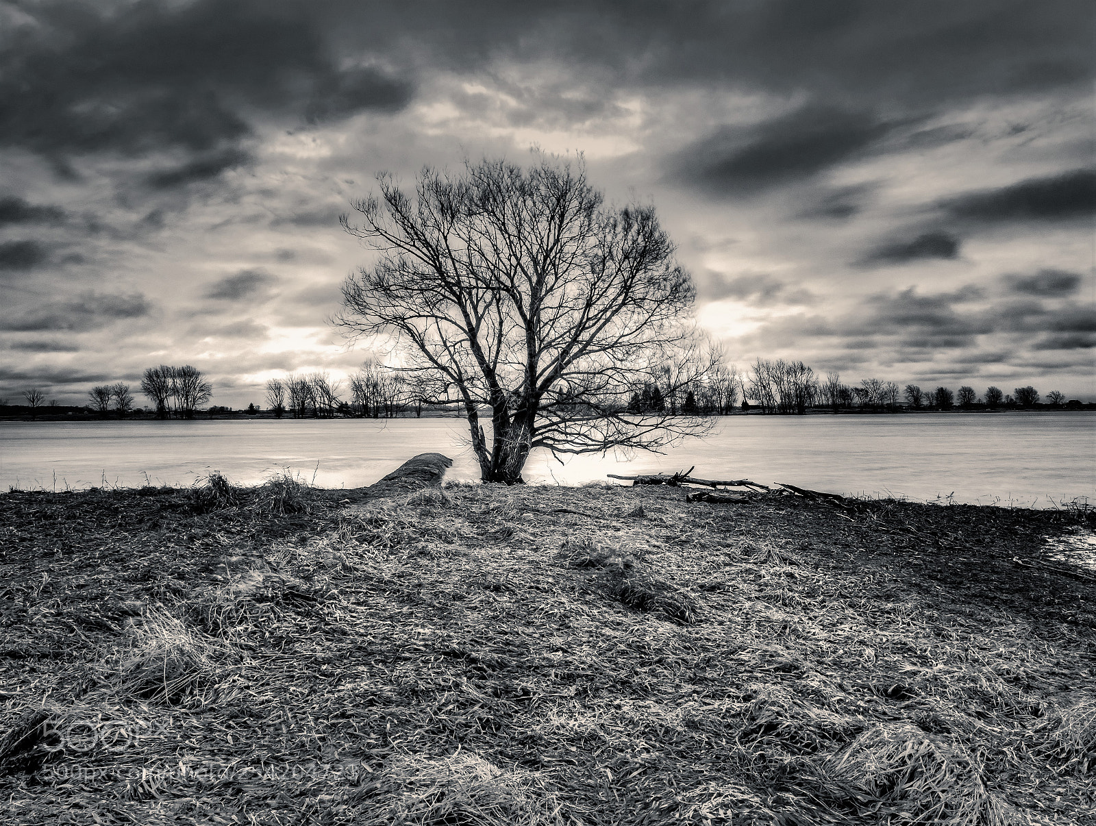 Olympus OM-D E-M5 II sample photo. Lonely tree photography