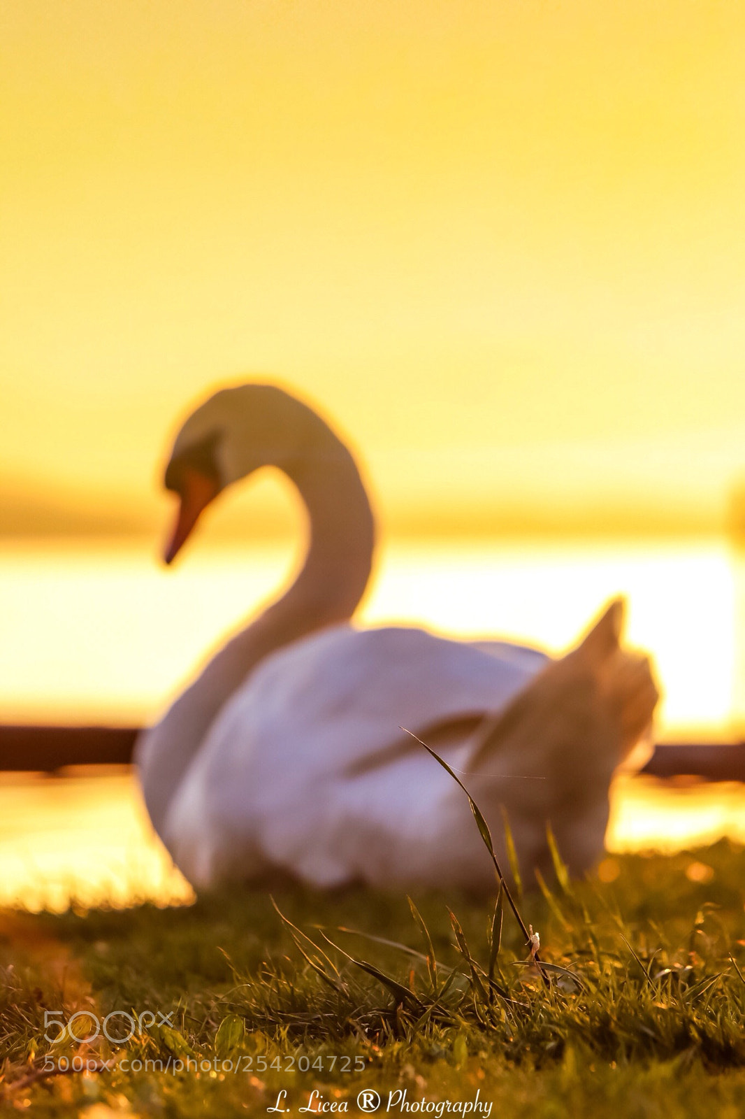 Canon EOS 6D Mark II sample photo. Alone  photography