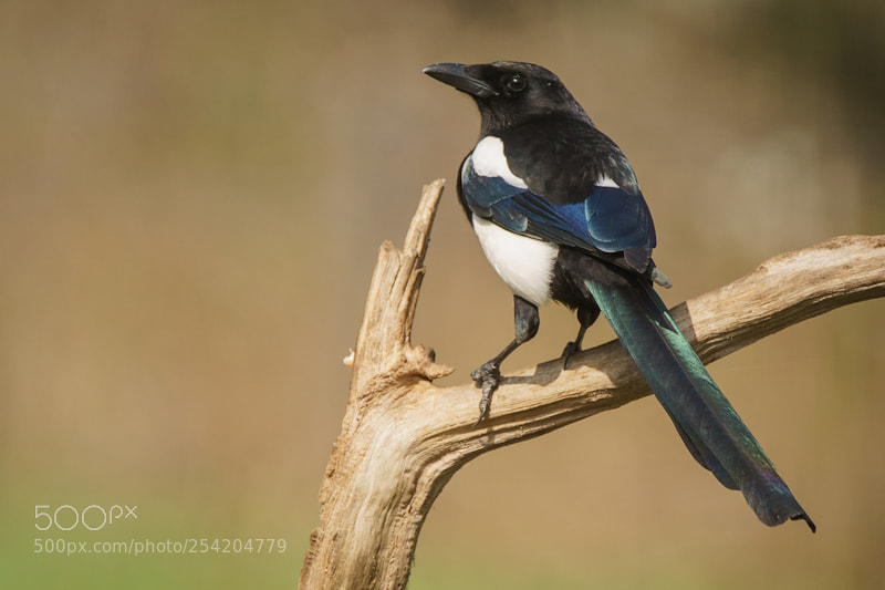 Sony ILCA-77M2 sample photo. Eurasian magpie photography