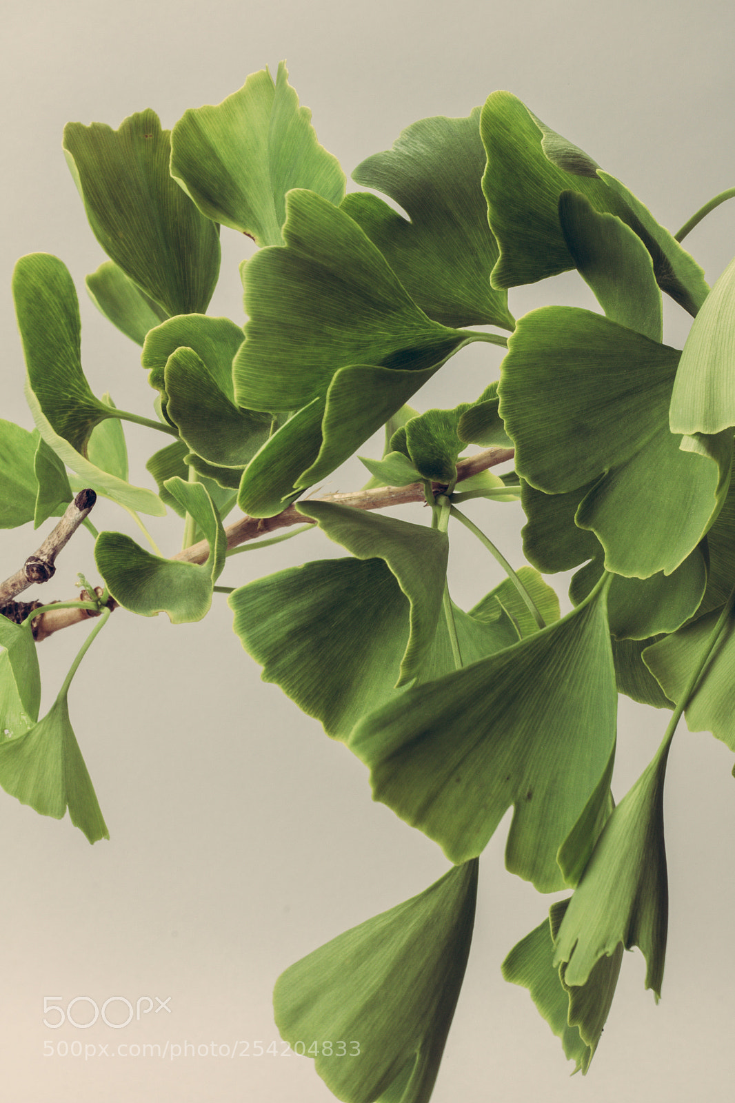 Canon EOS 70D sample photo. Ginkgo! photography