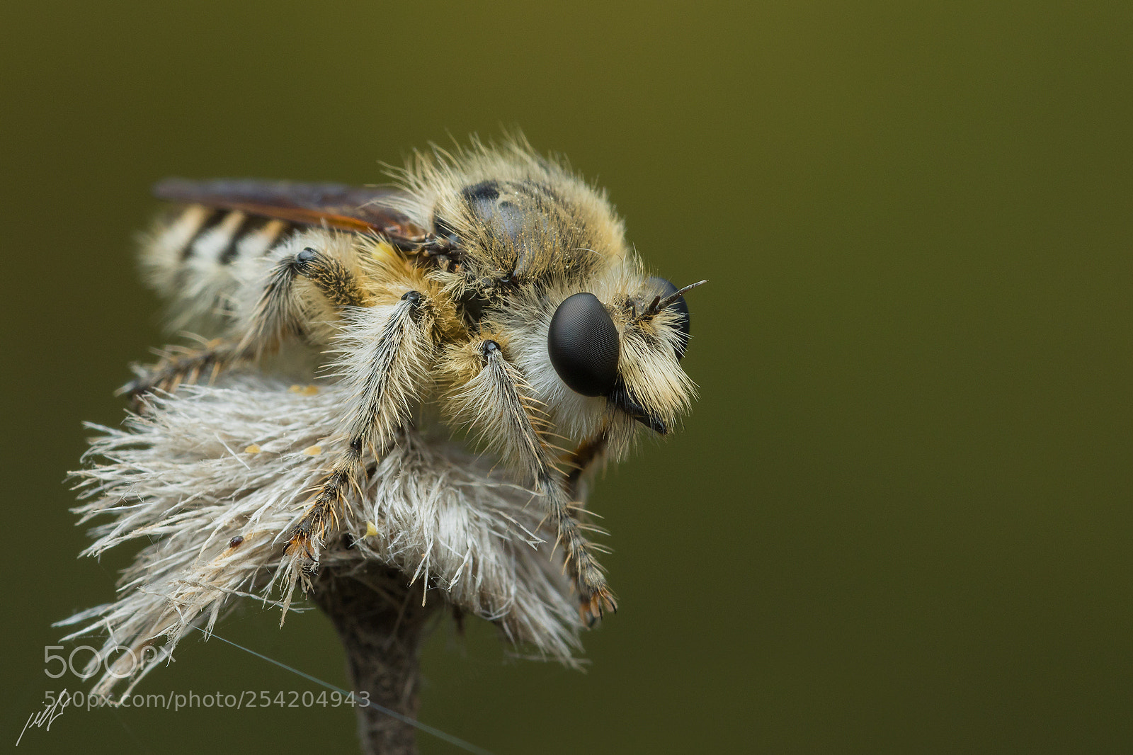 Canon EOS 7D Mark II sample photo. Robber fly photography