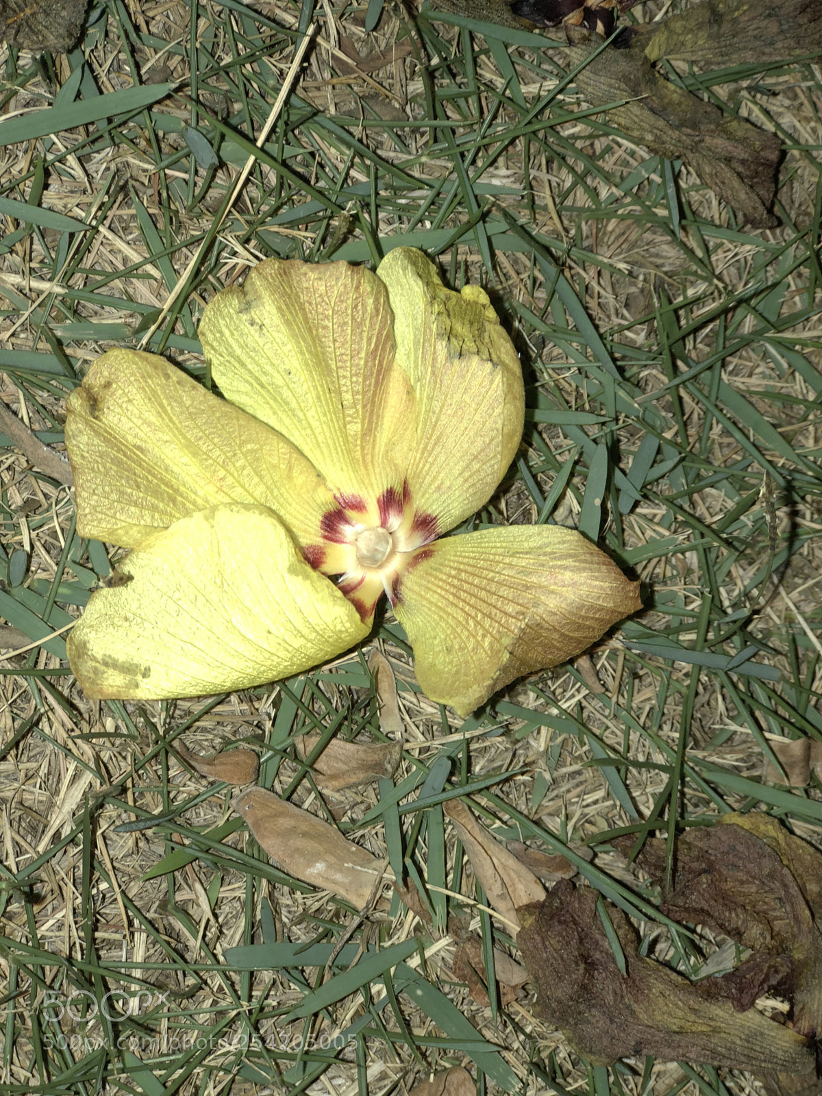 Apple iPhone 8 Plus sample photo. Untitled photography