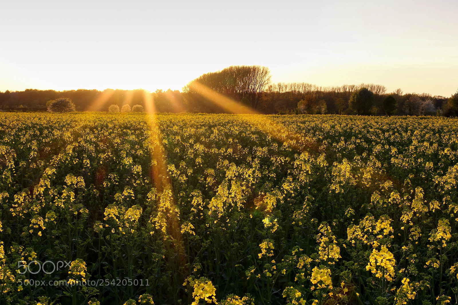 Canon EOS 700D (EOS Rebel T5i / EOS Kiss X7i) sample photo. Spring in cologne roggendorf photography