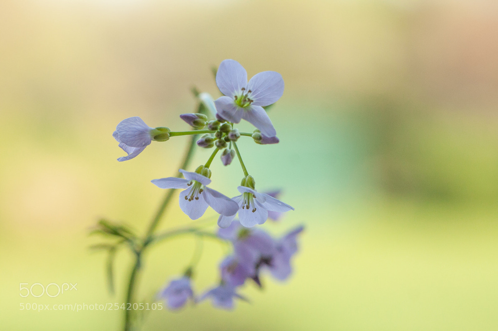 Canon EOS 50D sample photo. Springtime photography