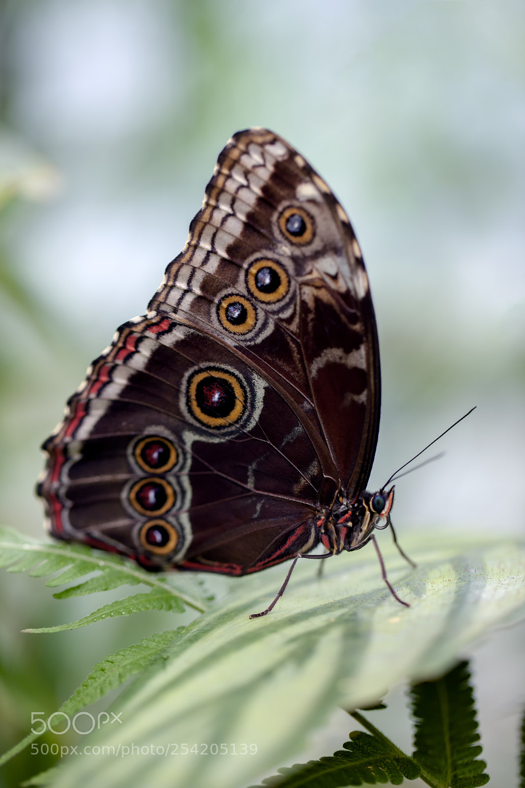 Canon EOS-1Ds Mark III sample photo. Blue morph photography