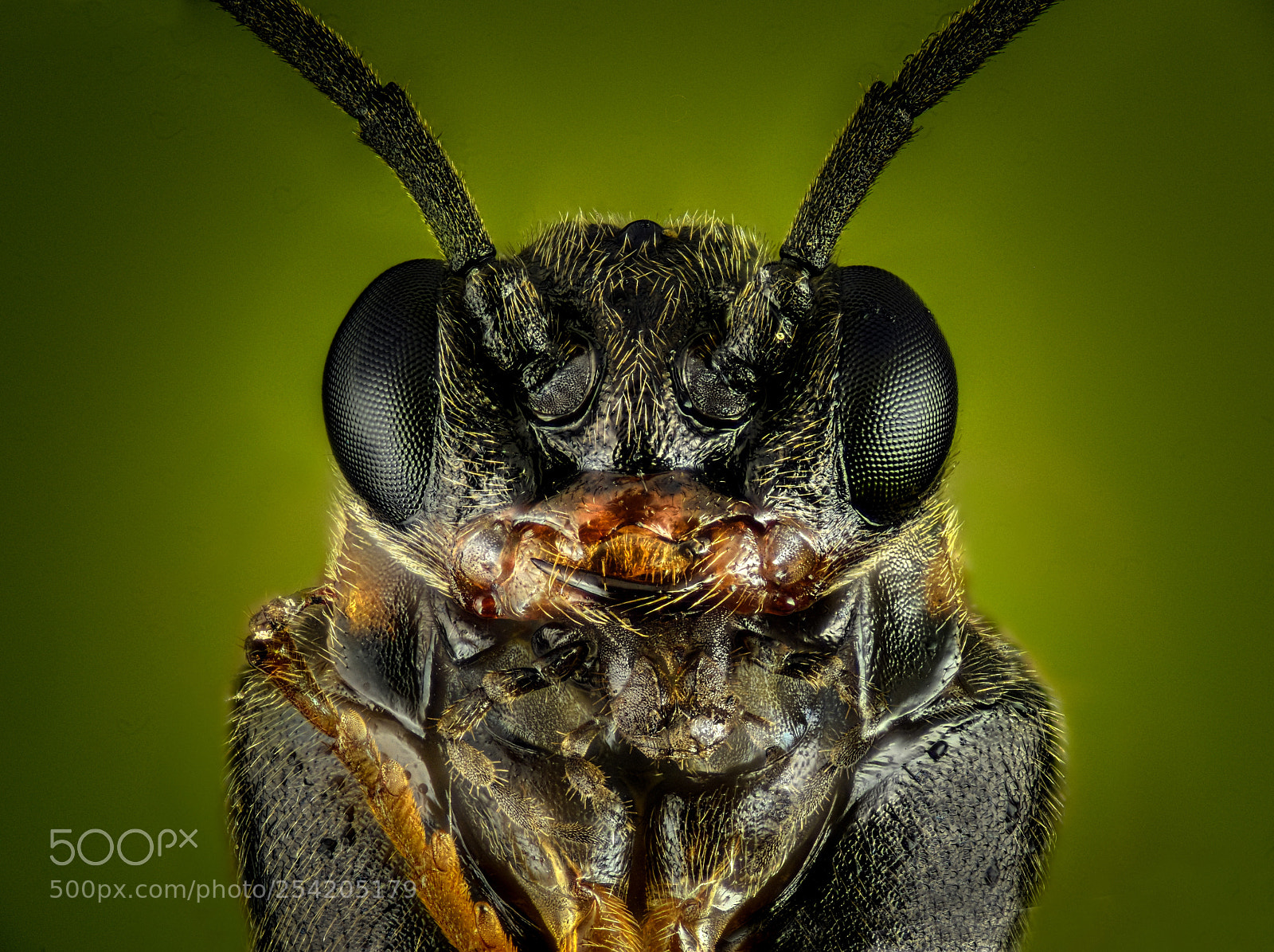 Nikon D810 sample photo. Winged beetle photography