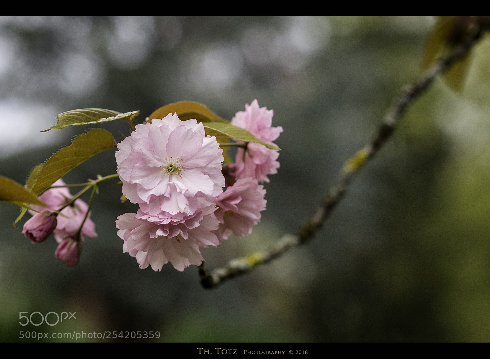 Olympus OM-D E-M1 sample photo. Pink blossoms photography