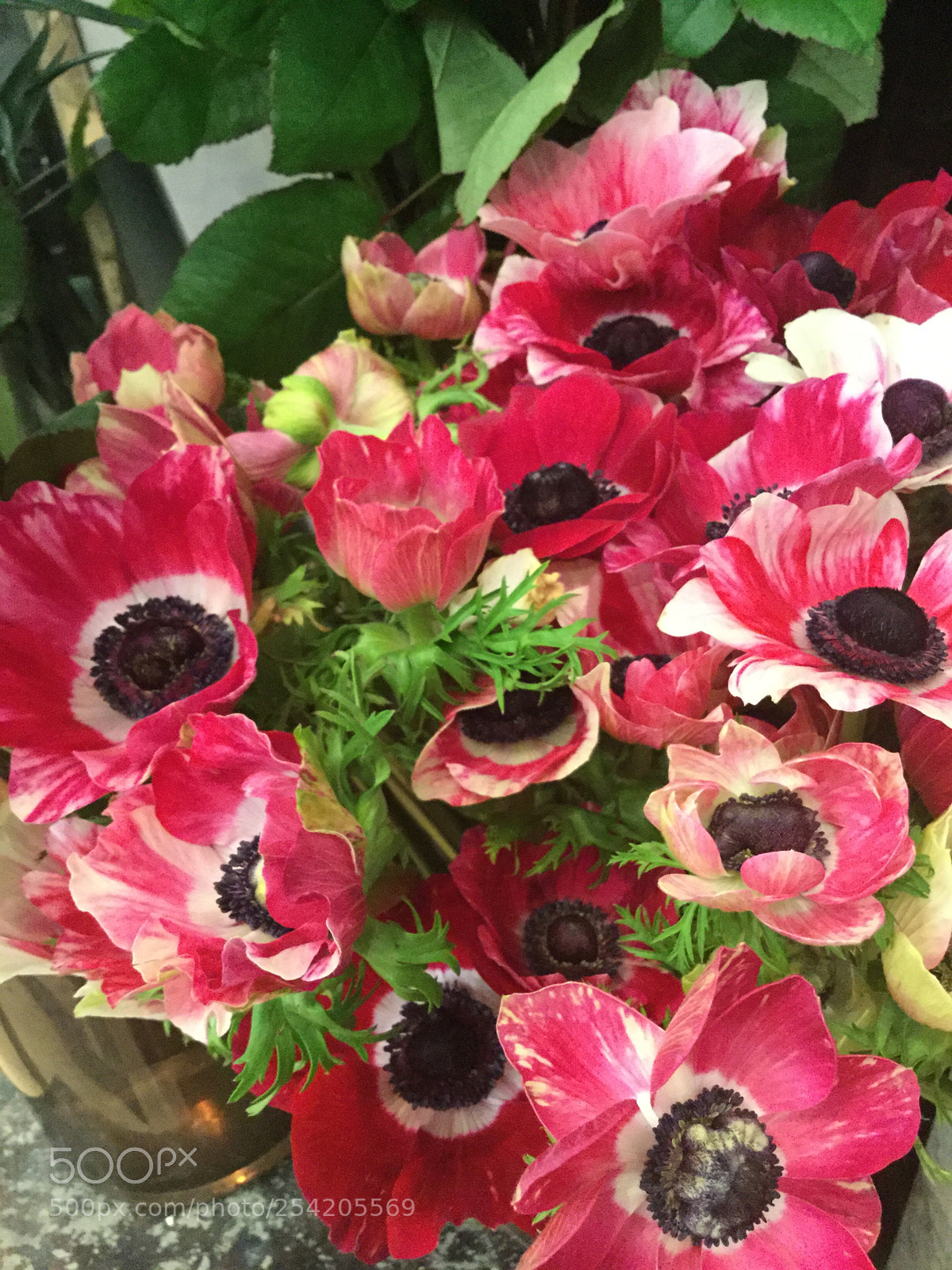 Apple iPod touch sample photo. Beautiful anemones photography