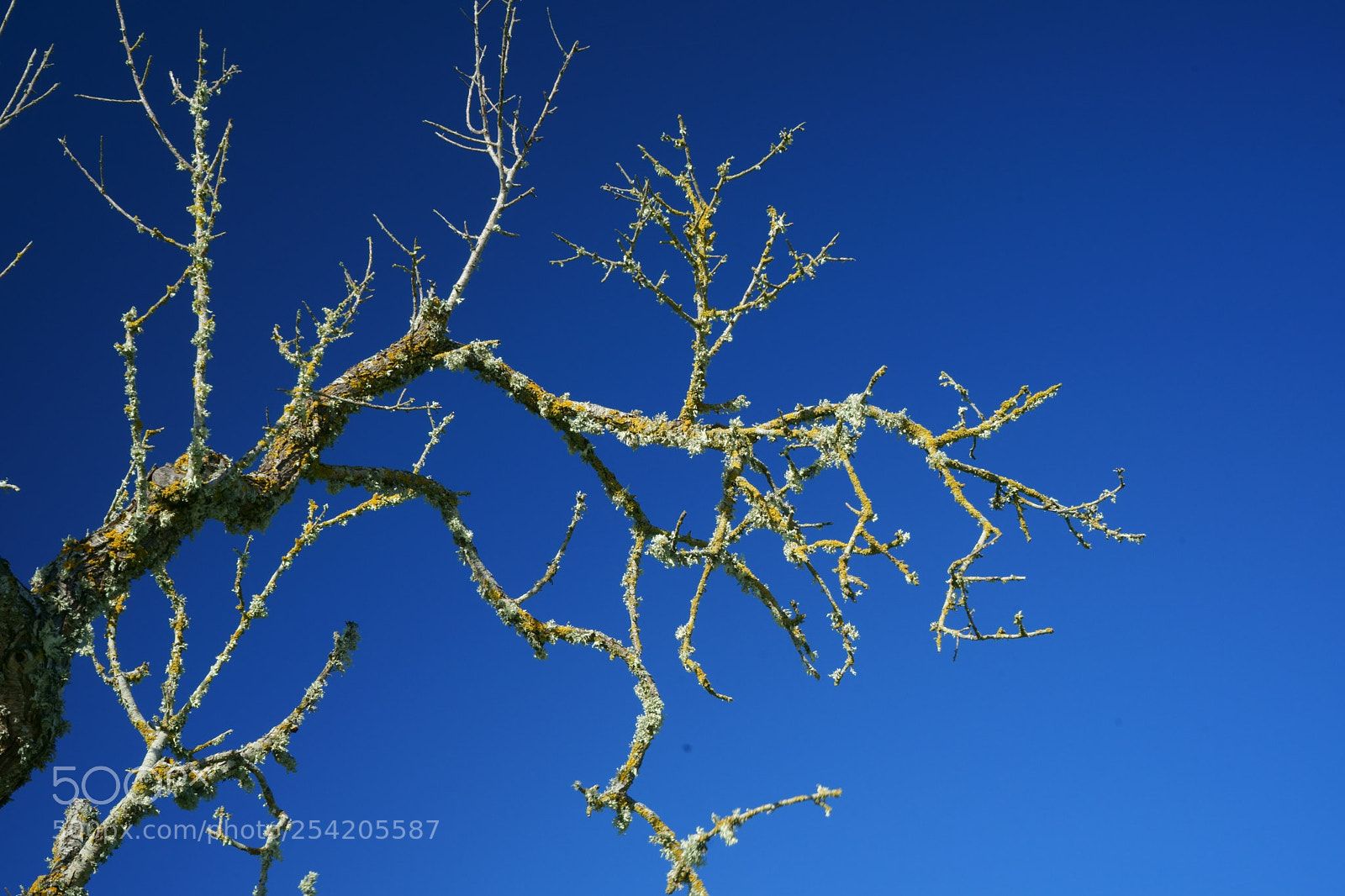 Sony a7 sample photo. Rama de almendro photography