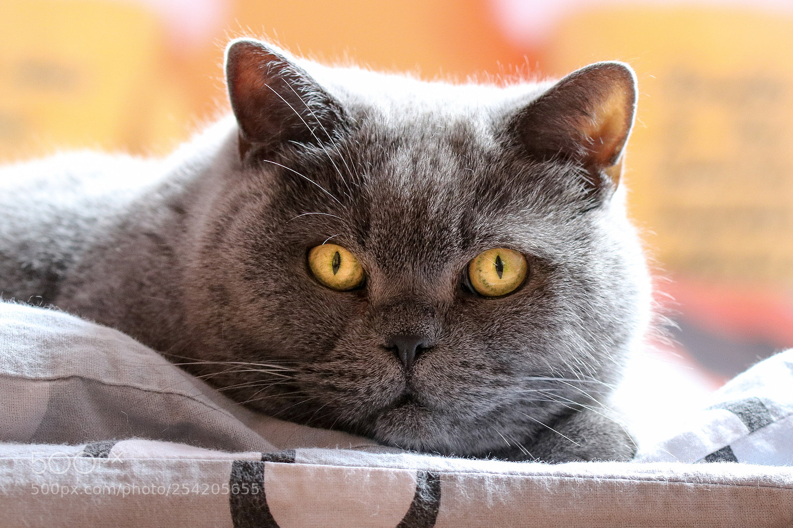 Canon EOS 750D (EOS Rebel T6i / EOS Kiss X8i) sample photo. British cat :) photography
