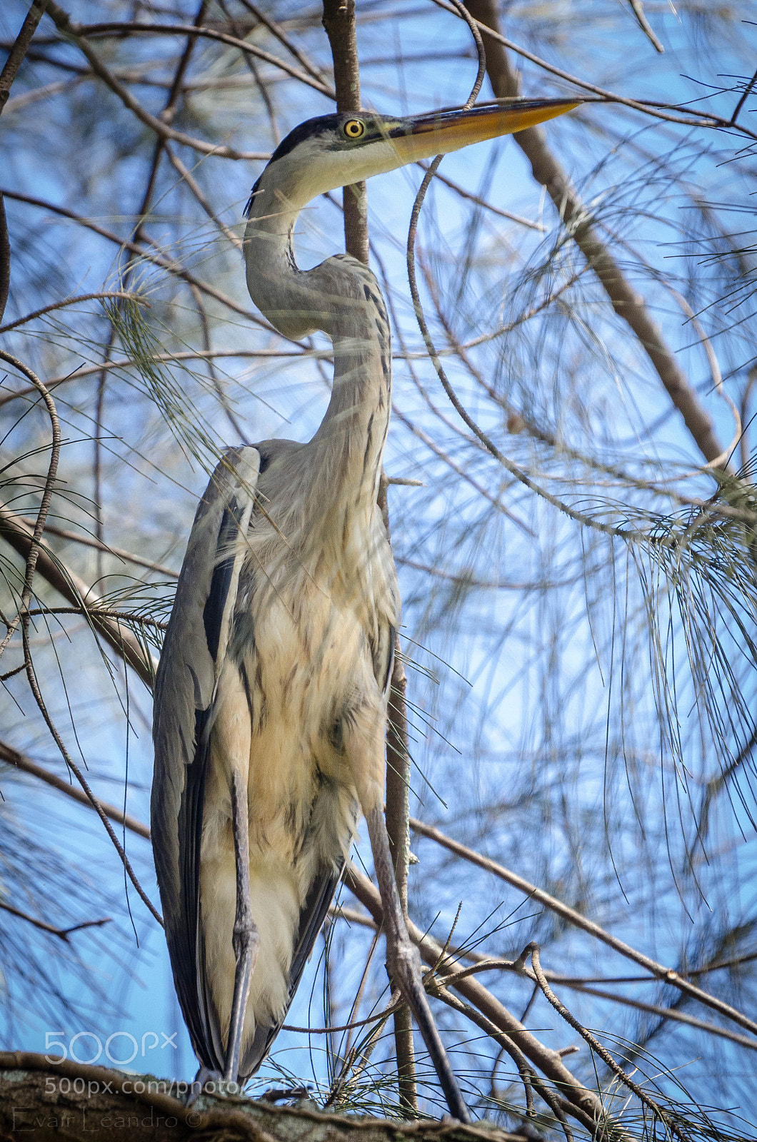 Nikon D7000 sample photo. Camouflage photography