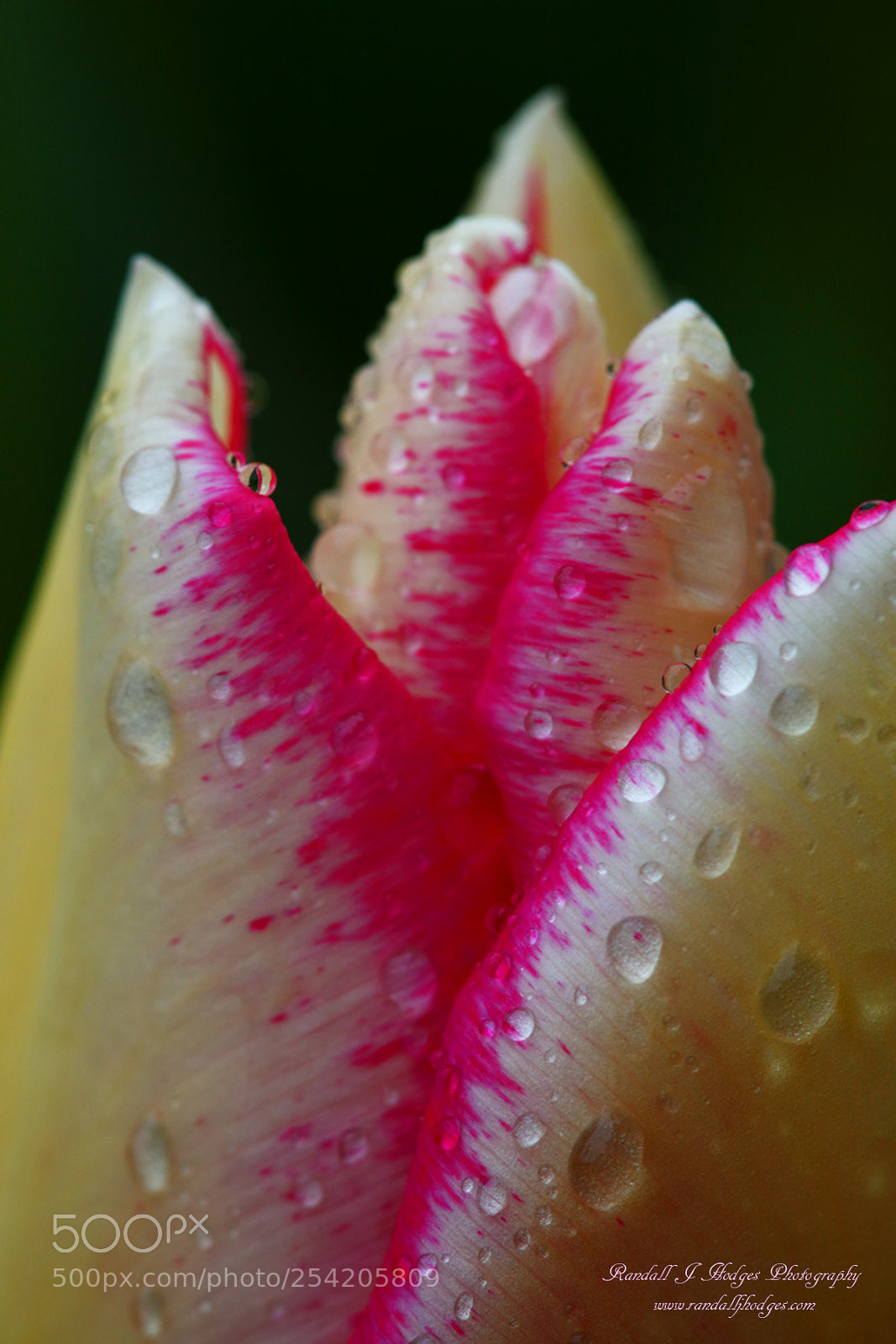 Canon EOS 5DS R sample photo. Raindrops on tulip from photography