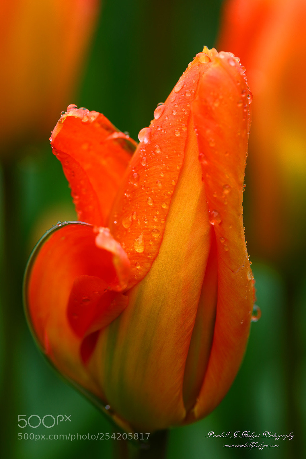 Canon EOS 5DS R sample photo. Raindrops on tulip from photography