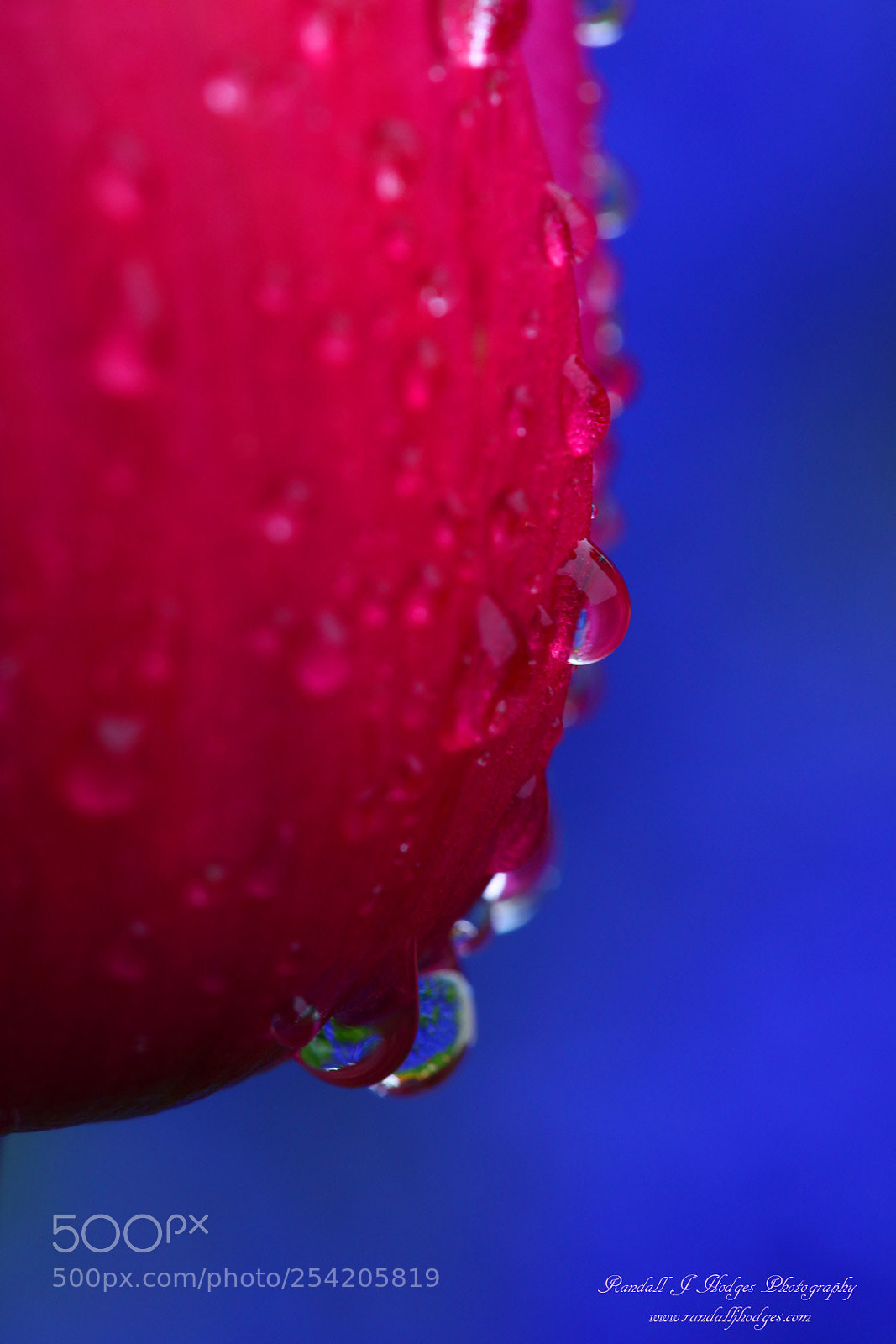 Canon EOS 5DS R sample photo. Raindrops on tulip from photography