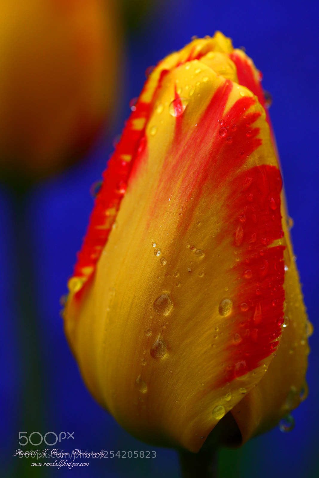 Canon EOS 5DS R sample photo. Raindrops on tulip from photography