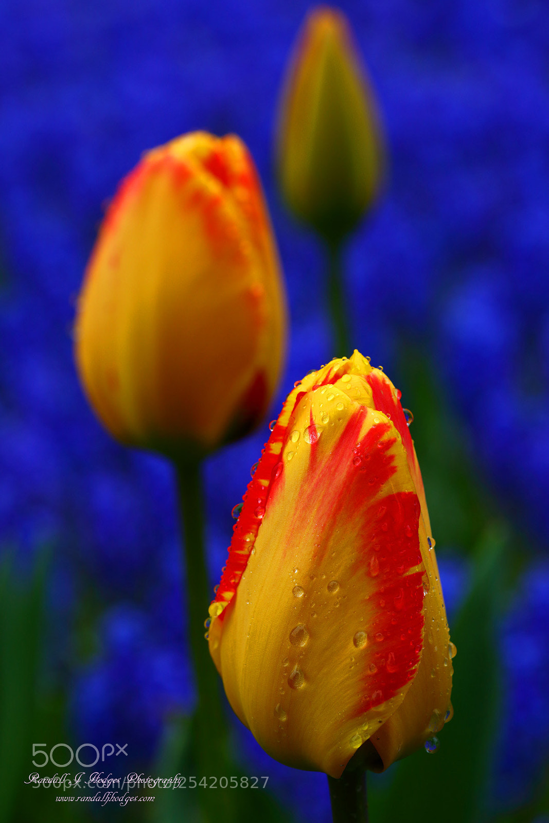 Canon EOS 5DS R sample photo. Raindrops on tulip from photography