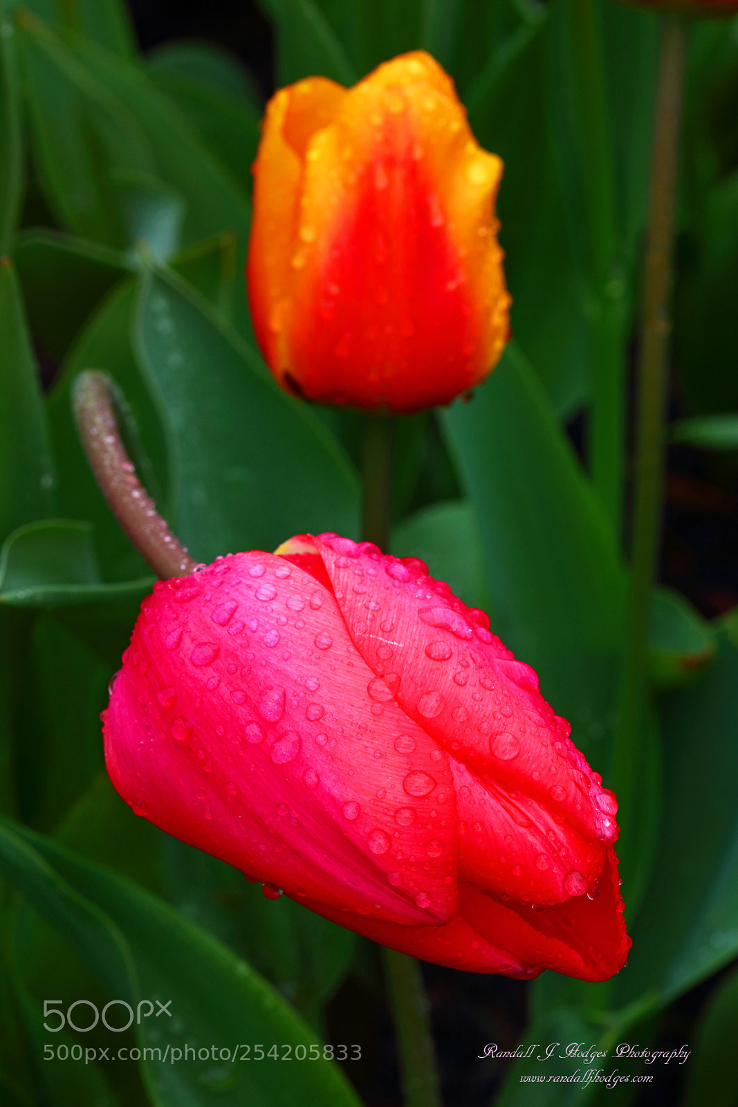 Canon EOS 5DS R sample photo. Raindrops on tulip from photography