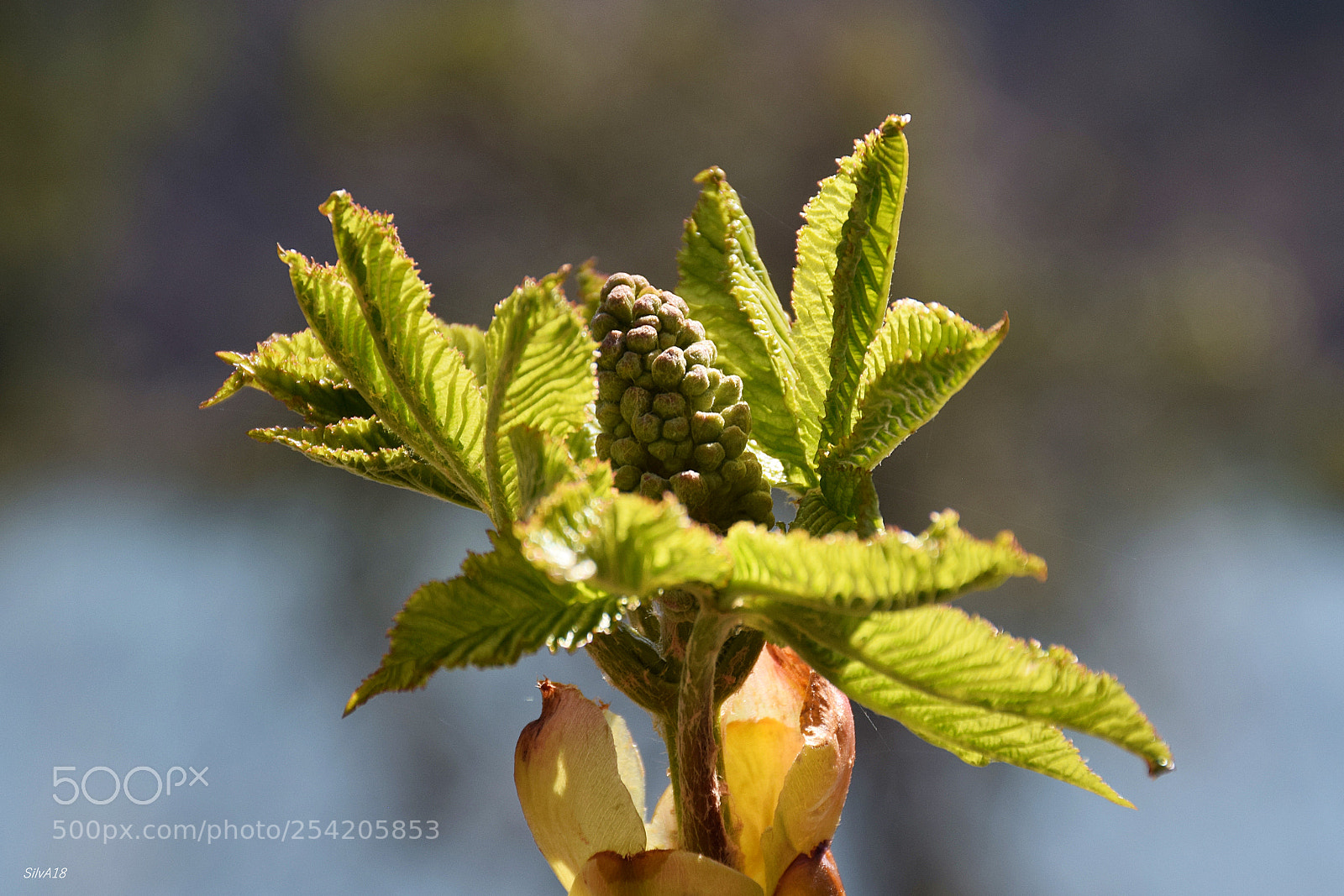 Nikon D5300 sample photo. Springtime photography