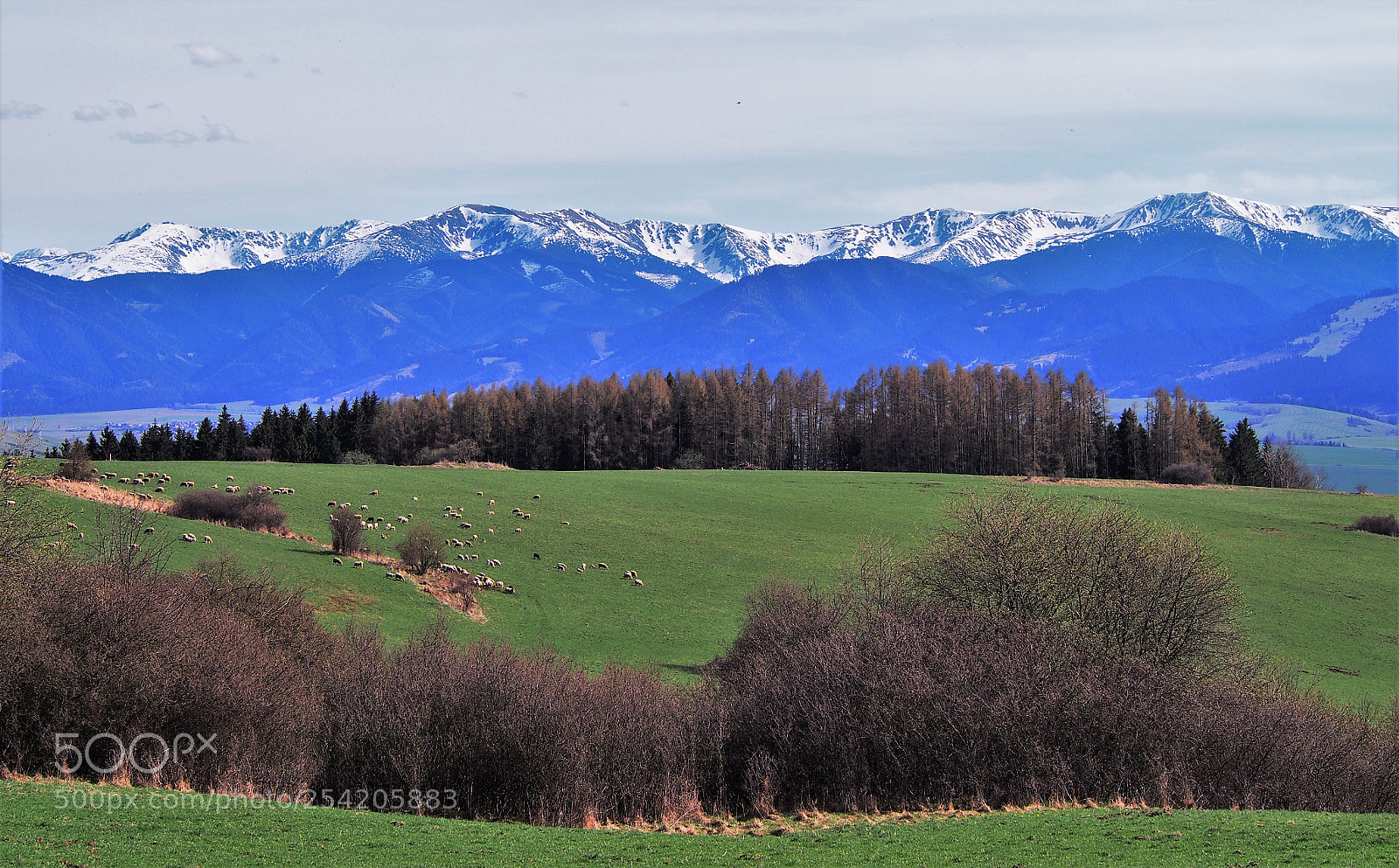 Olympus PEN E-PL5 sample photo. Springtime photography
