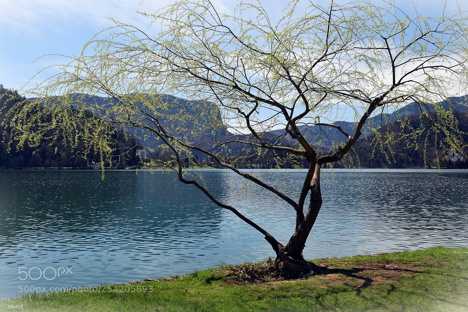 Nikon D5300 sample photo. Bledlake photography