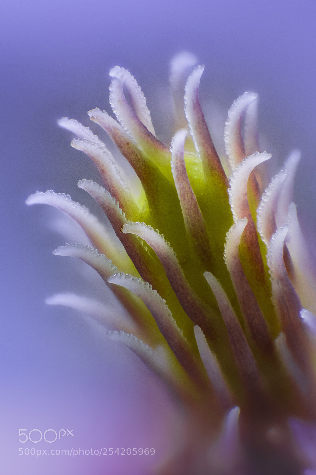 Canon EOS 5D Mark IV sample photo. Top of magnolia blossom photography