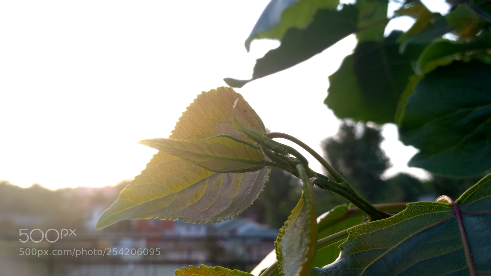 Xiaomi Redmi 3S sample photo. Green leaf photography