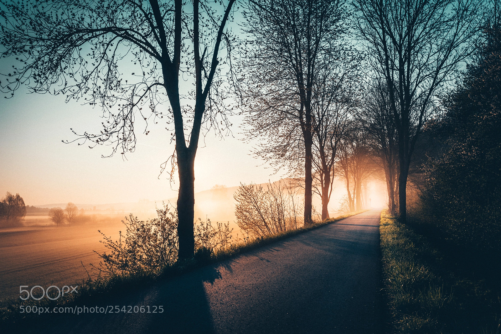 Canon EOS 5D Mark IV sample photo. Nebliger fr hlingsmorgen in photography