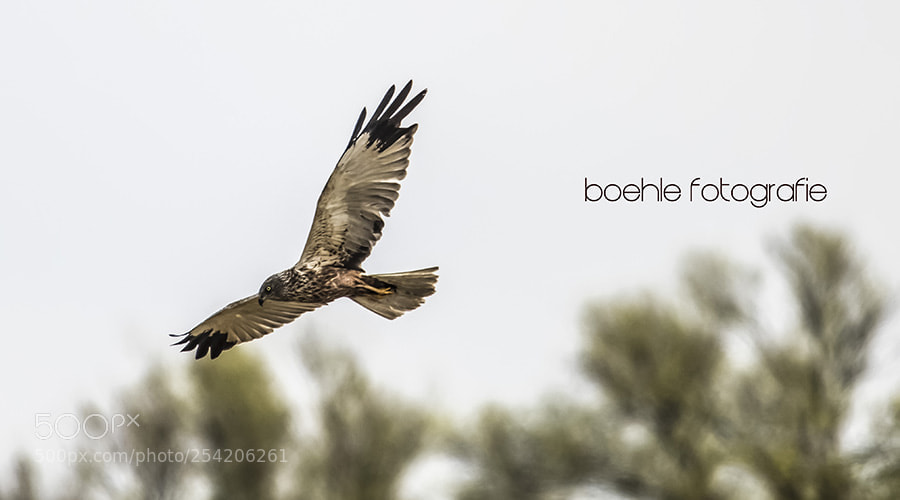 Canon EOS 7D Mark II sample photo. Bruine kiekendief photography