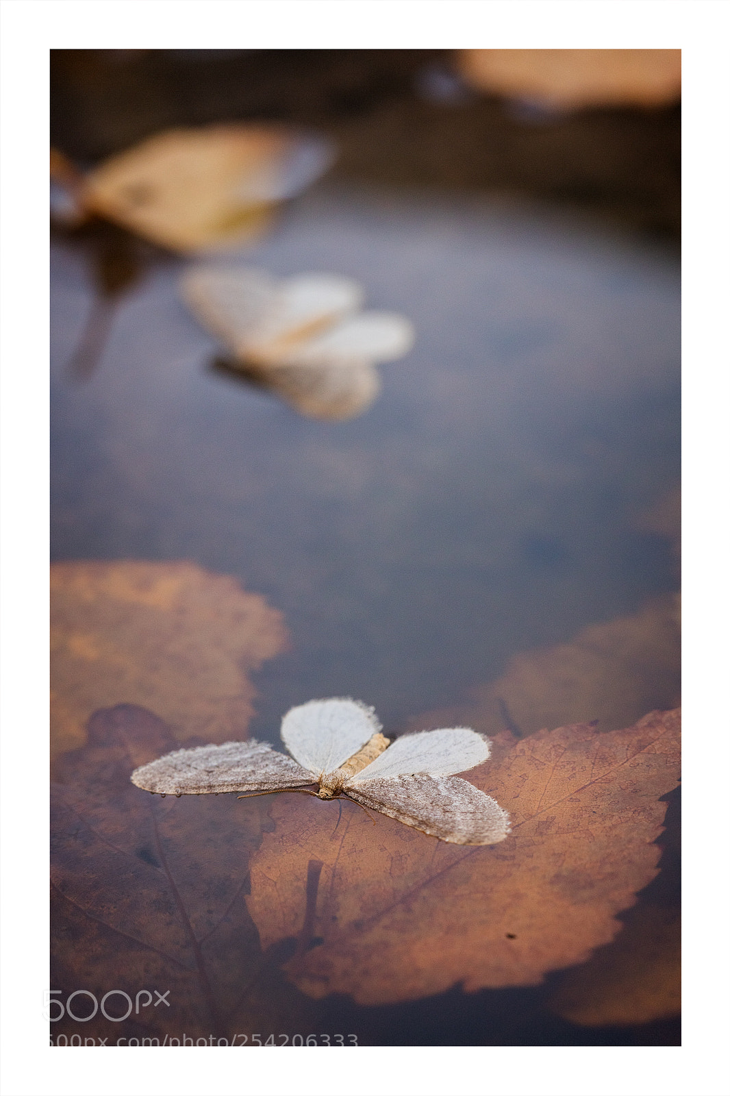 Canon EOS 5DS R sample photo. Falling leaves and fallen photography