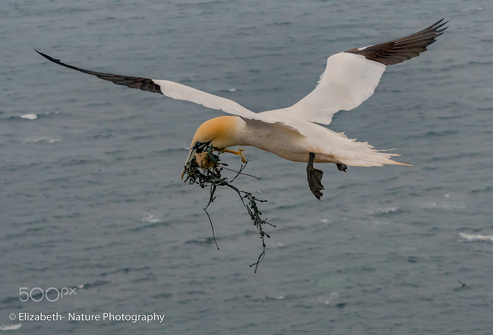 Nikon D500 + Sigma 105mm F2.8 EX DG OS HSM sample photo. Northern gannet with nesting material photography