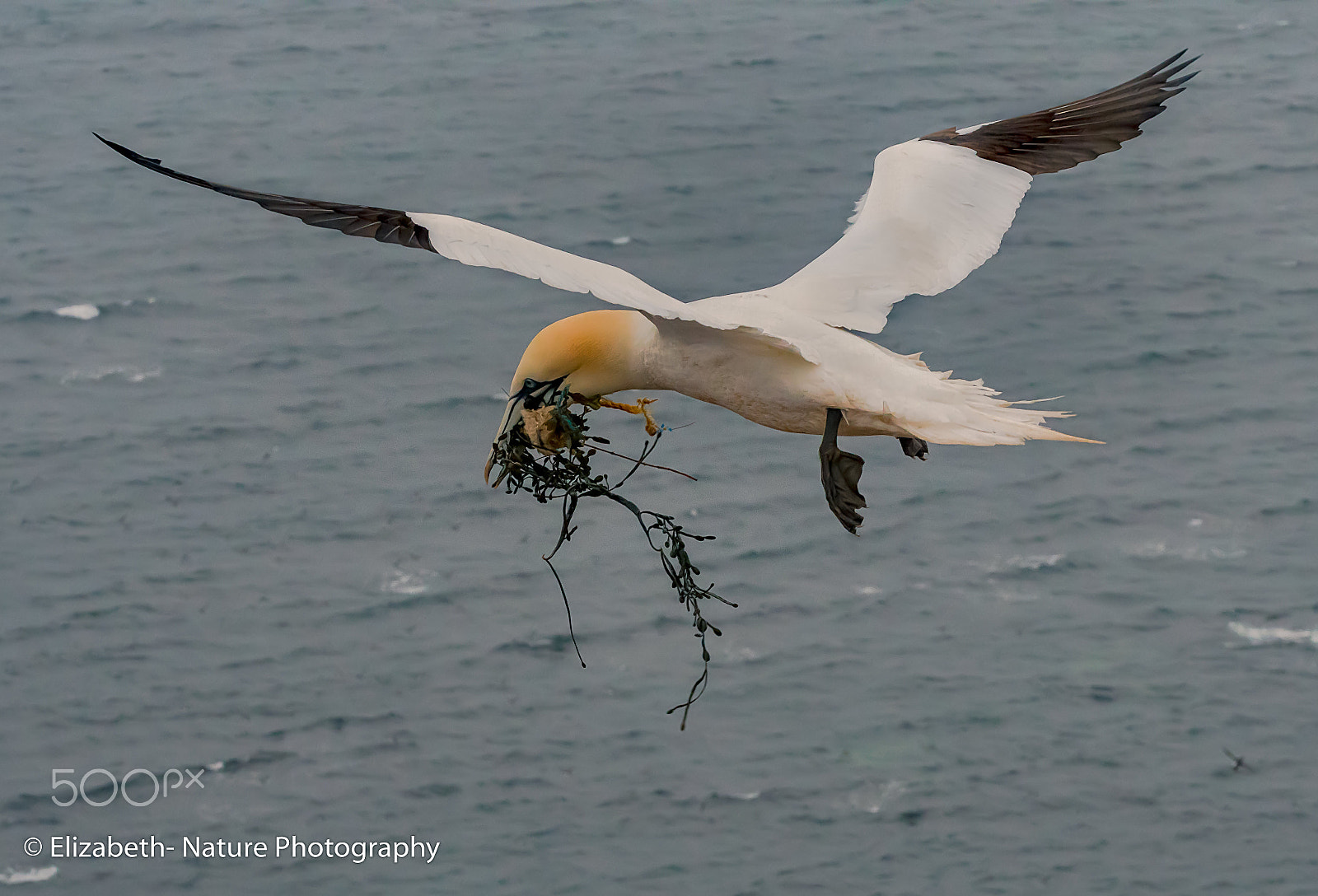 Sigma 105mm F2.8 EX DG OS HSM sample photo. Northern gannet with nesting material photography