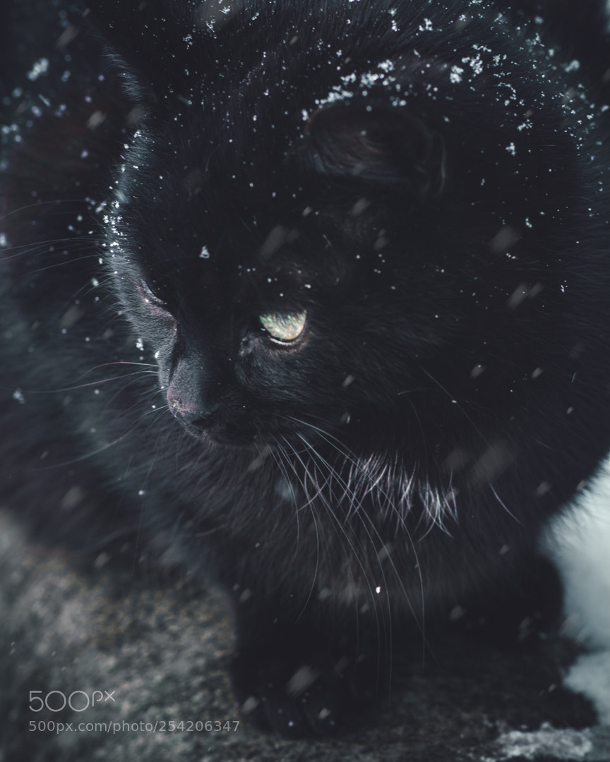 Nikon D7100 sample photo. Black friday photography