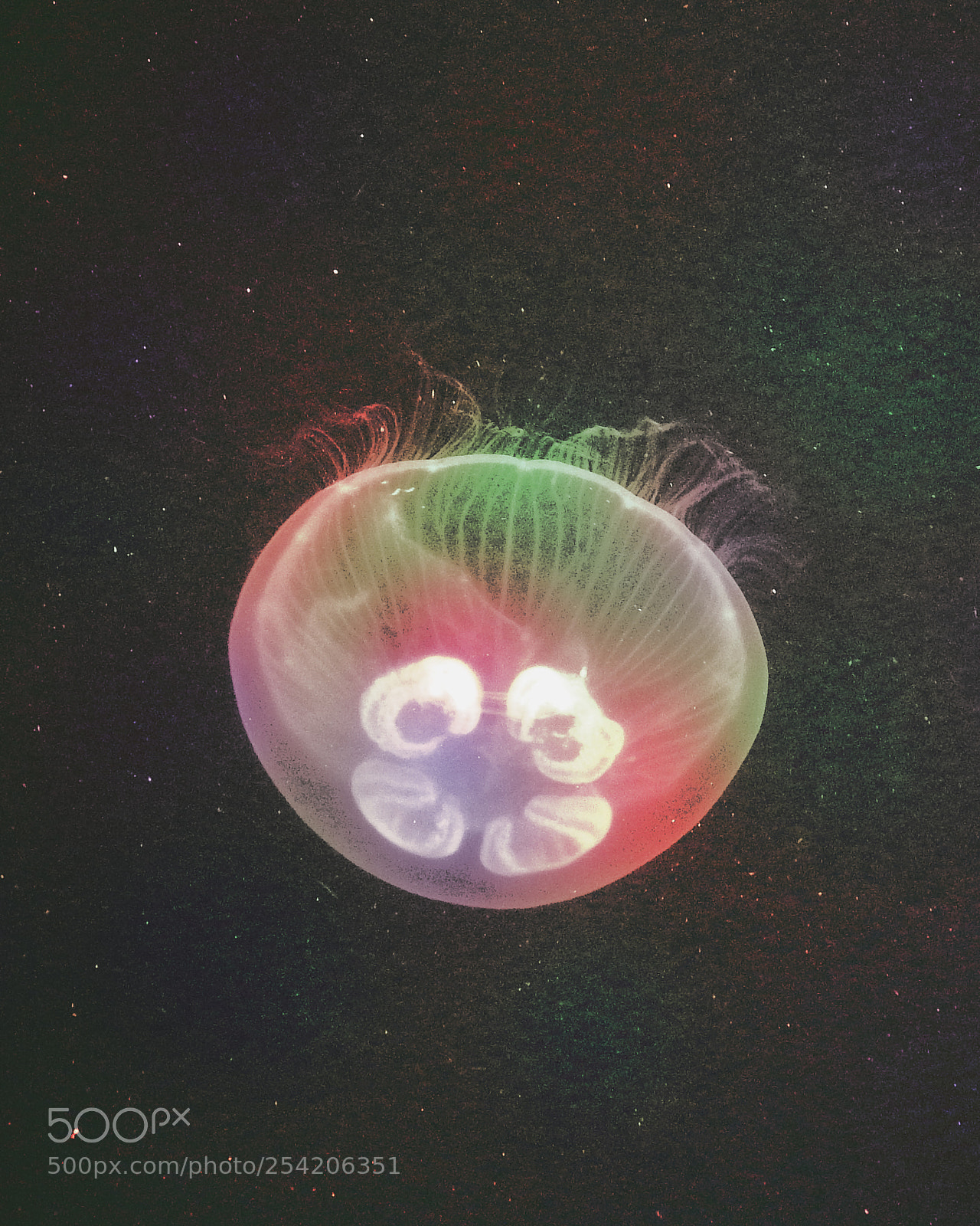Fujifilm FinePix S1 sample photo. Jellyfish photography