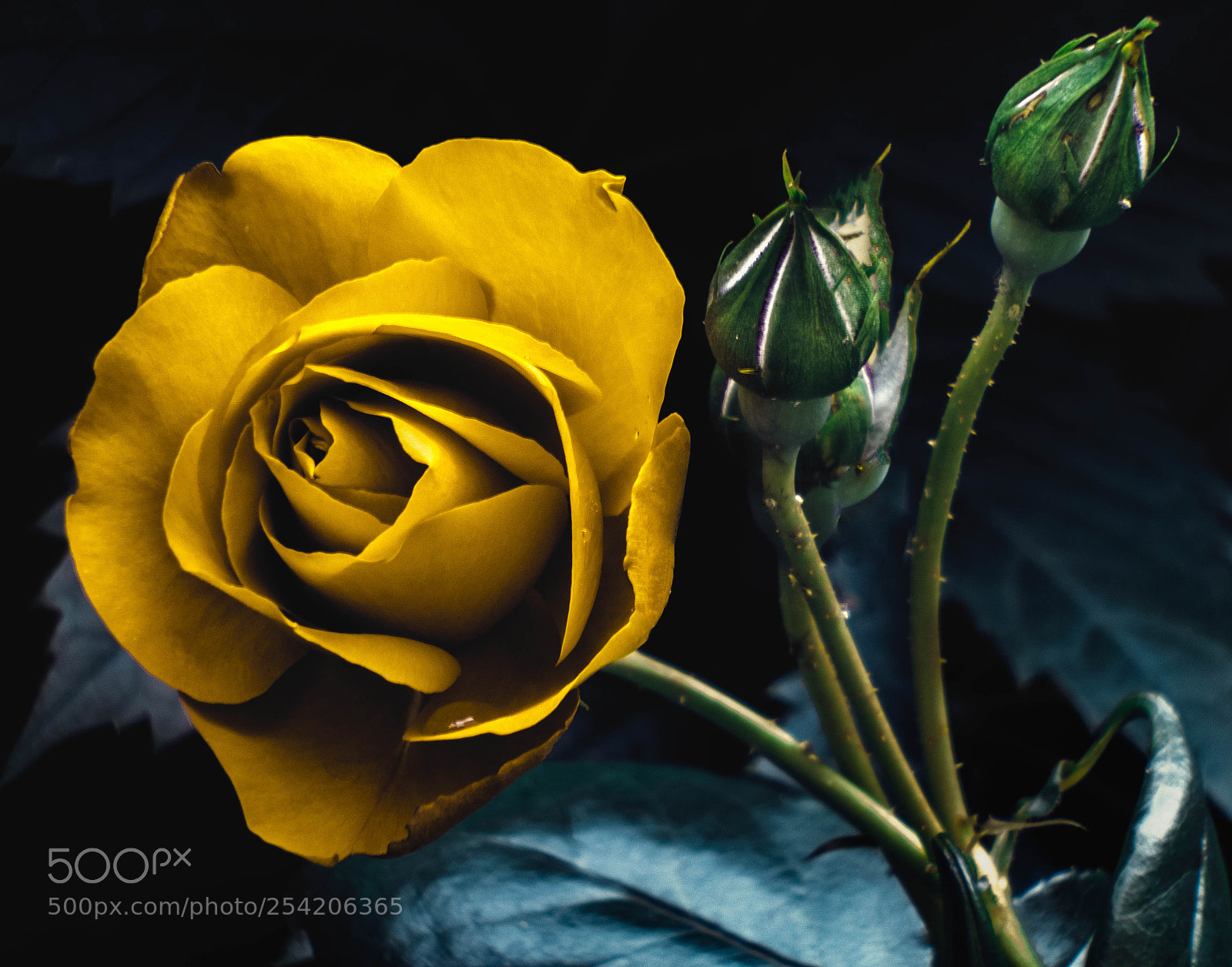 Fujifilm FinePix S1 sample photo. Yellow rose photography