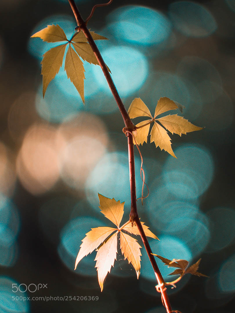 Fujifilm FinePix S1 sample photo. Autumn's bokeh photography