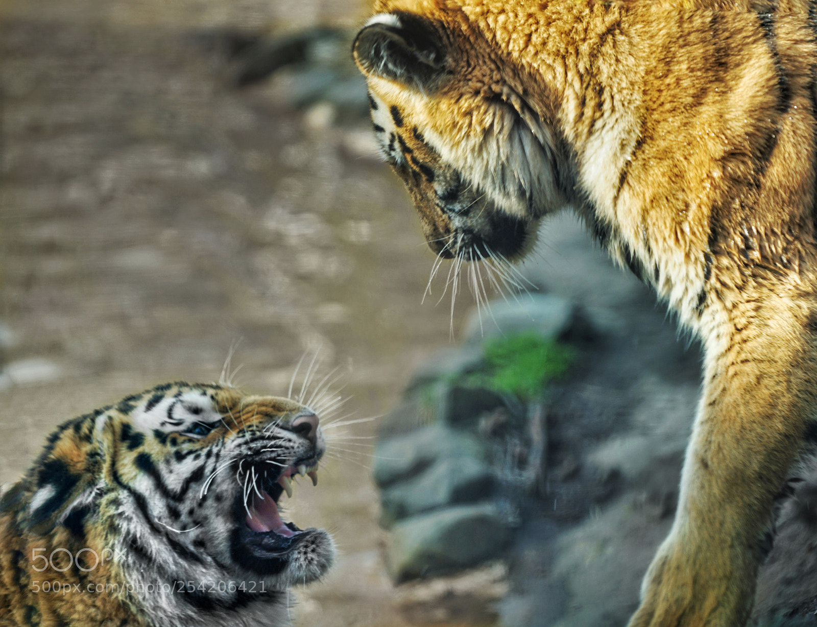Sony a7 II sample photo. Tigersam photography