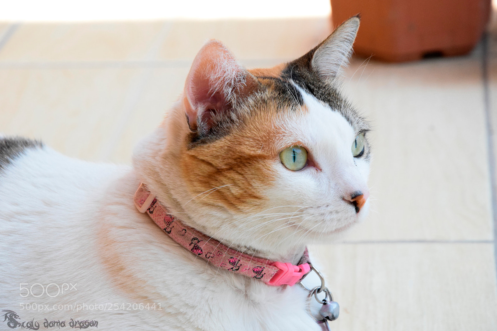 Nikon D3300 sample photo. Akira la gata de photography