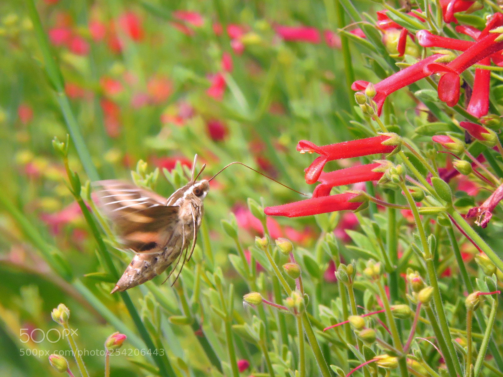 Nikon Coolpix P530 sample photo. Sphinx moth photography