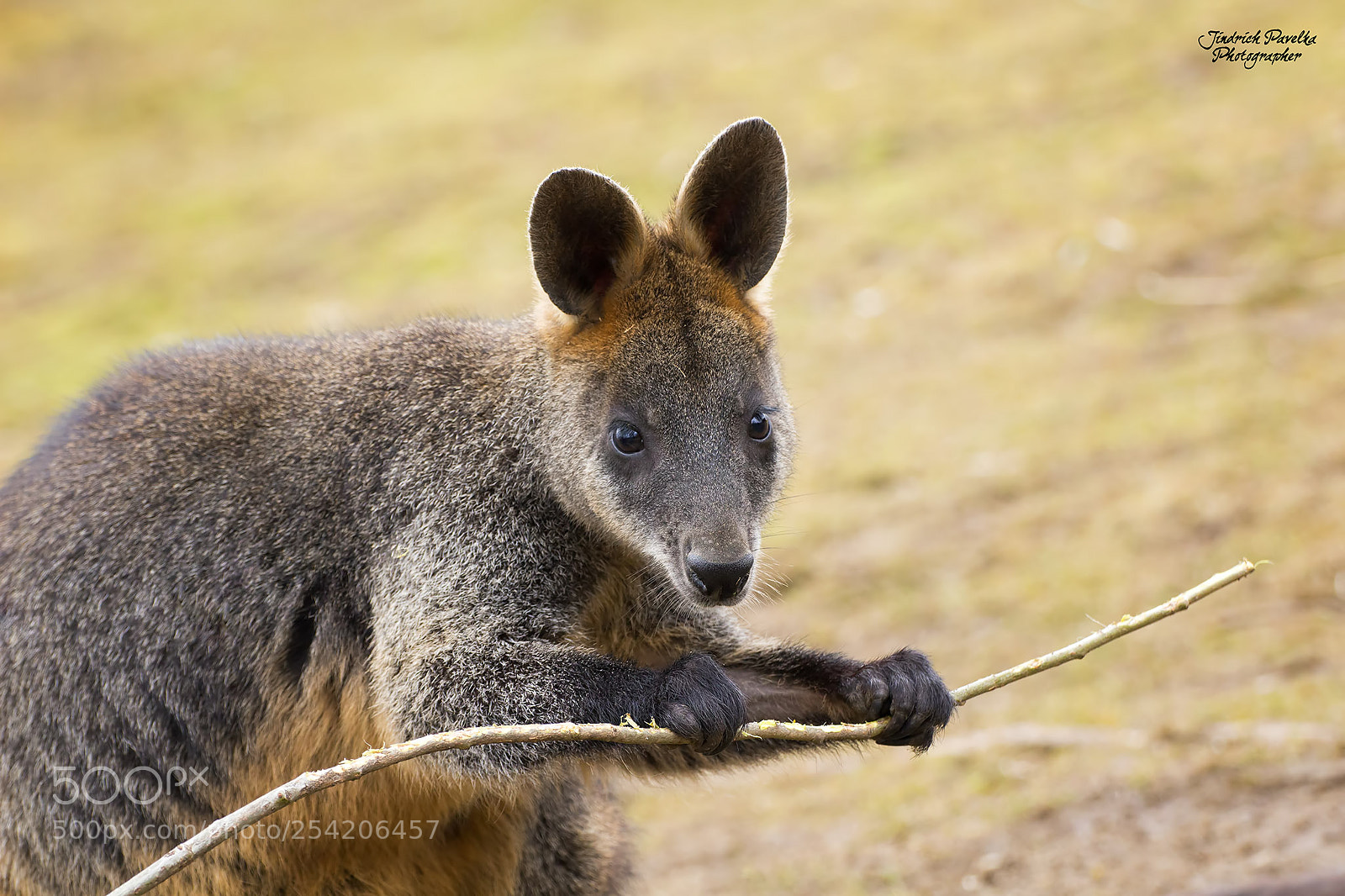 Canon EOS 100D (EOS Rebel SL1 / EOS Kiss X7) sample photo. Swamp wallaby / wallabia bicolor photography
