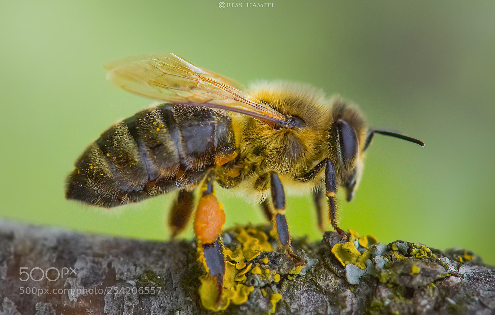 Nikon D810 sample photo. Bee photography