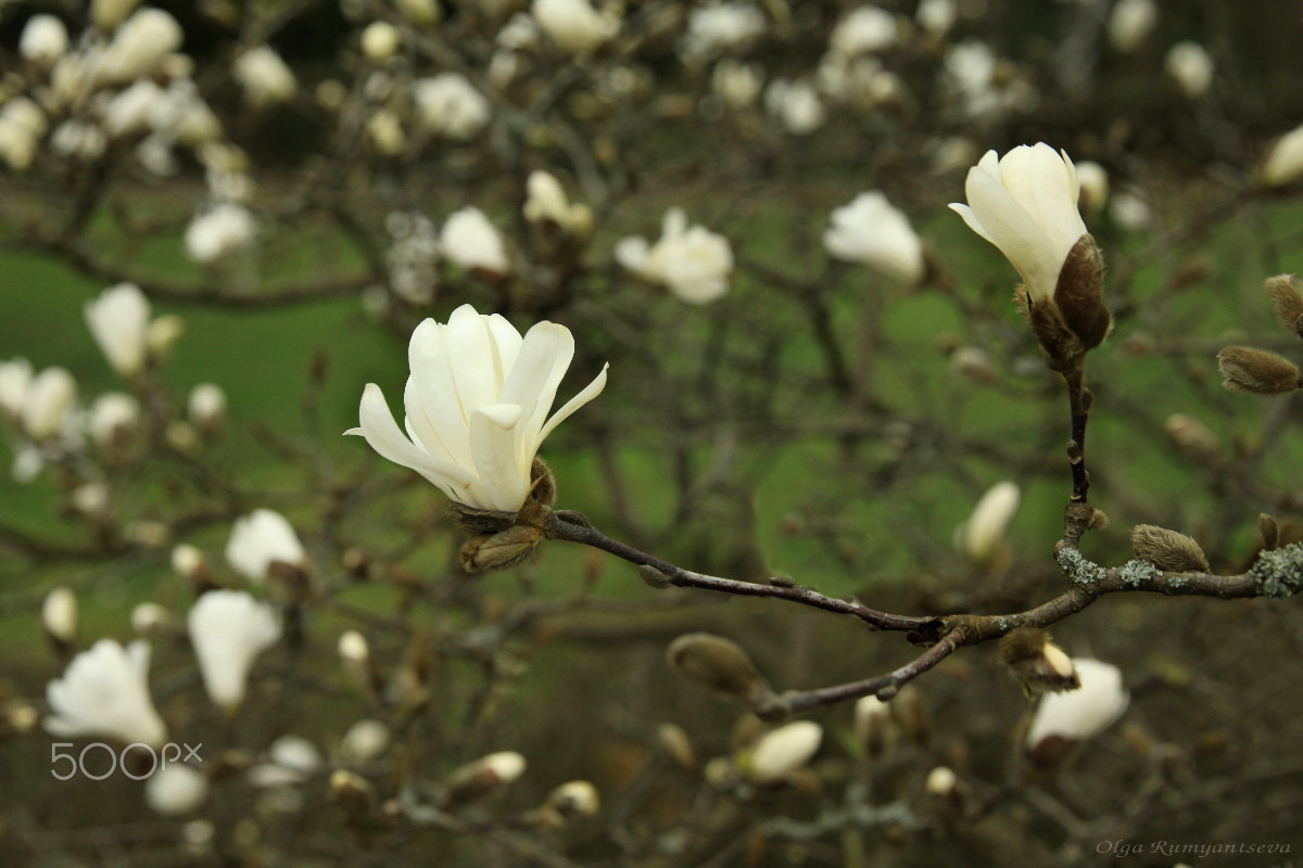 Canon EF 24-70mm F2.8L II USM sample photo. Magnolia. photography