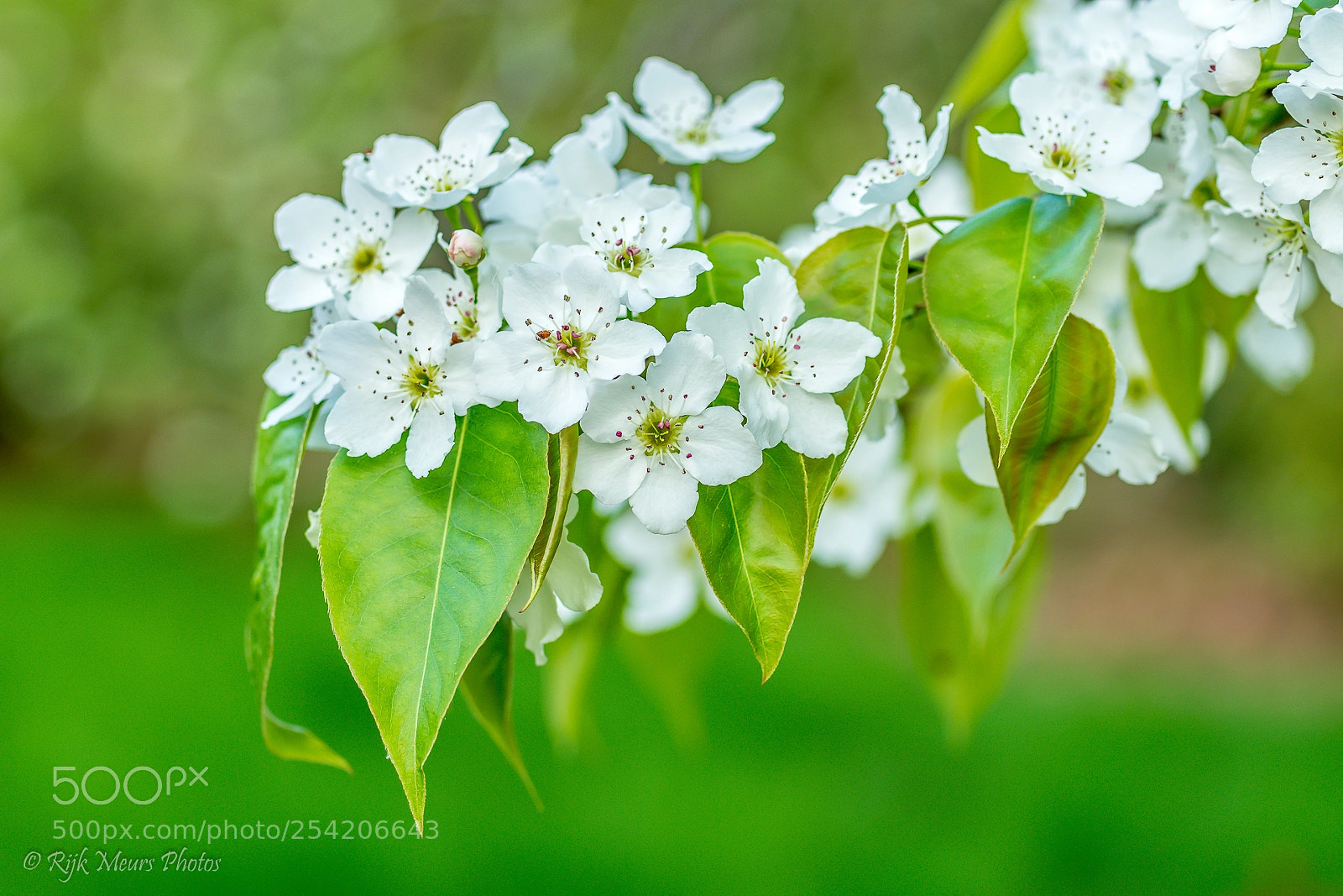 Nikon D7200 sample photo. Beautifull spring photography