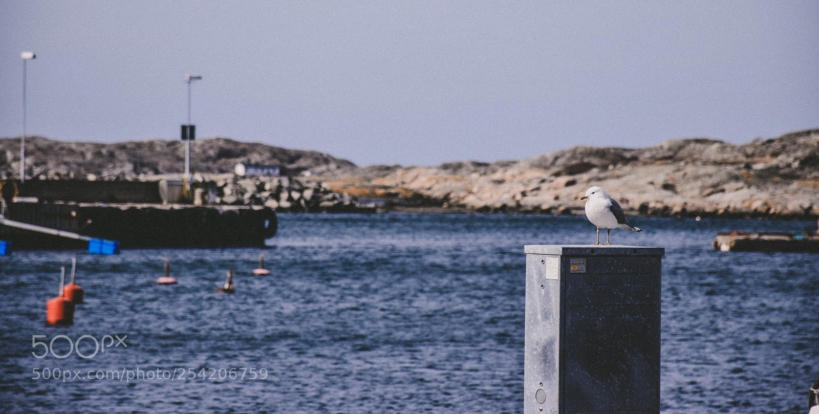 Nikon D5300 sample photo. Seagull photography