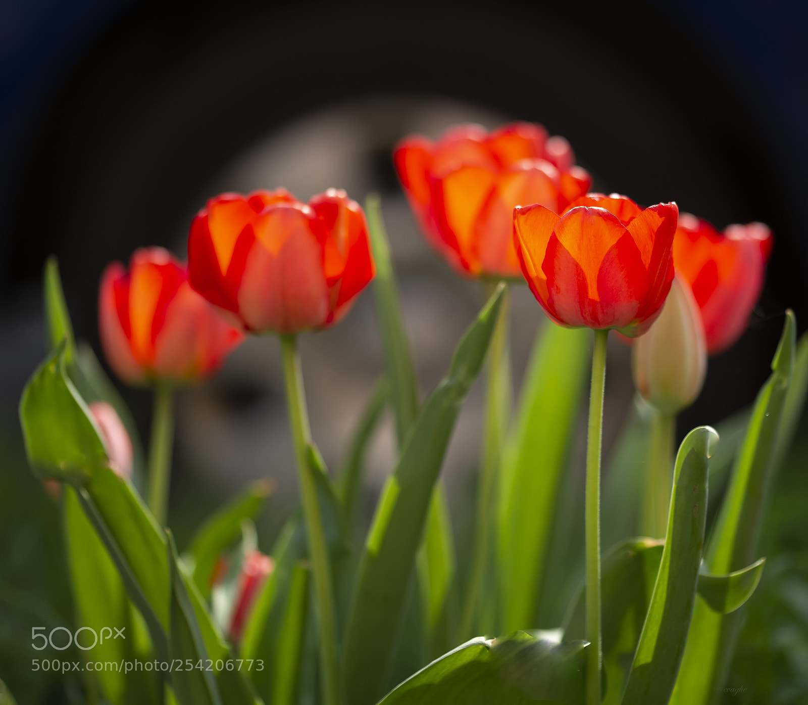 Nikon D610 sample photo. Tulipani rossi photography