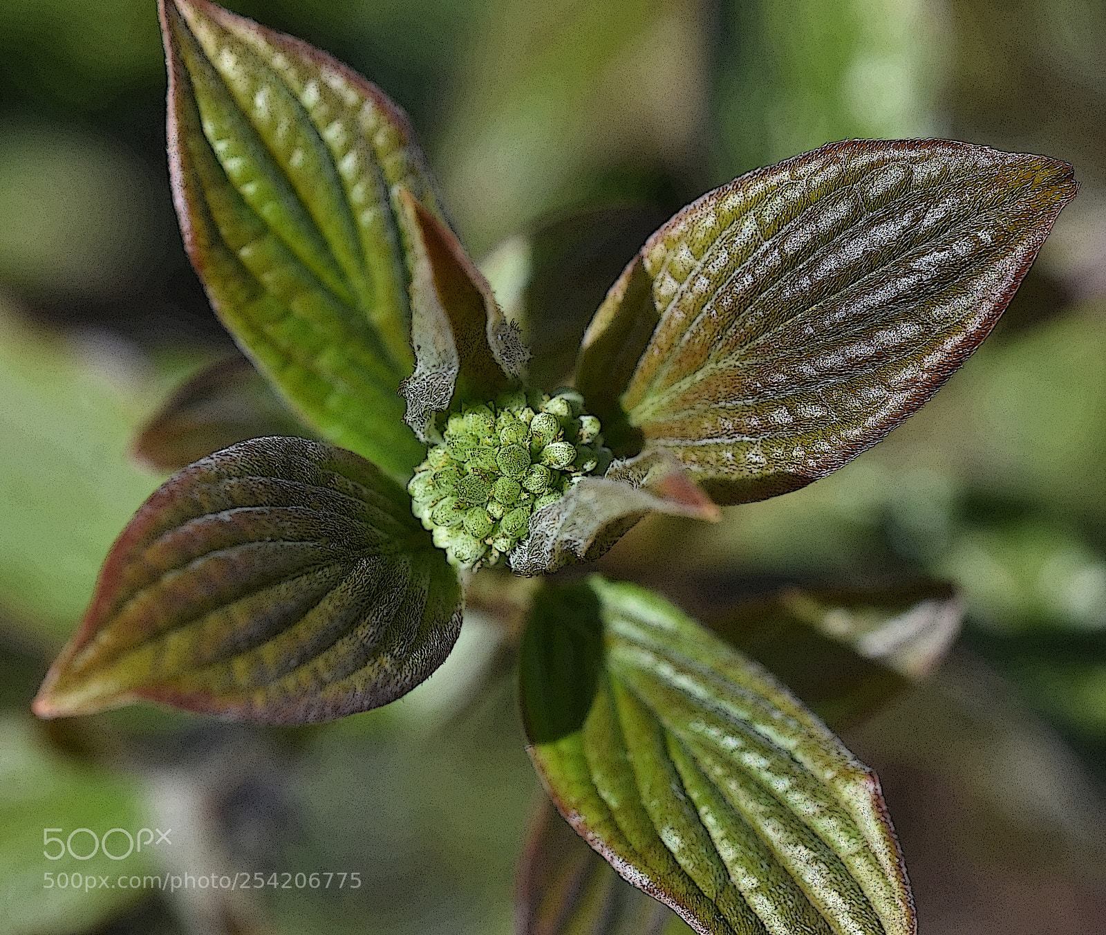 Nikon D7200 sample photo. New growth photography