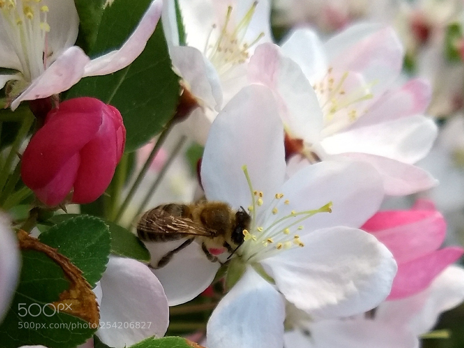 Motorola Moto G (5) Plus sample photo. Busy bee photography